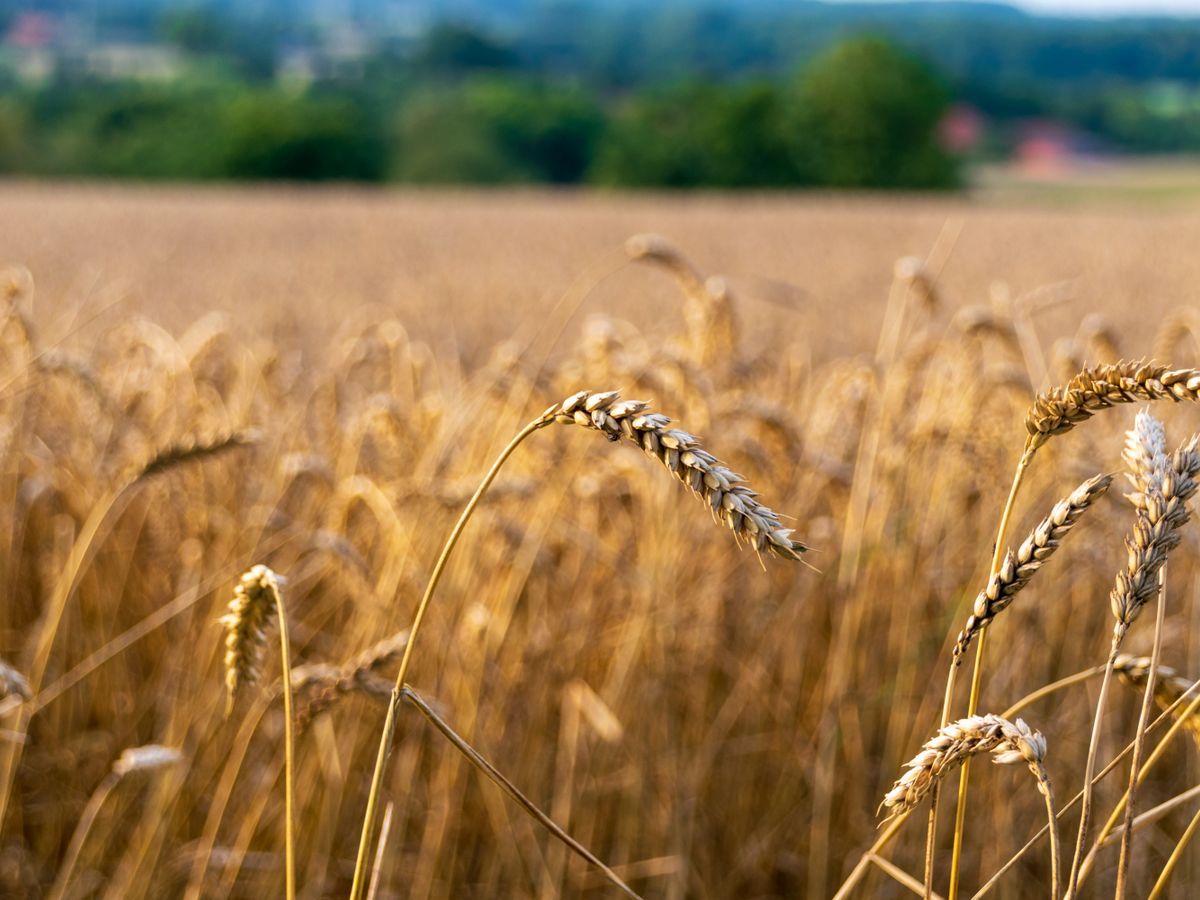 Grain — wheat, barley, soy