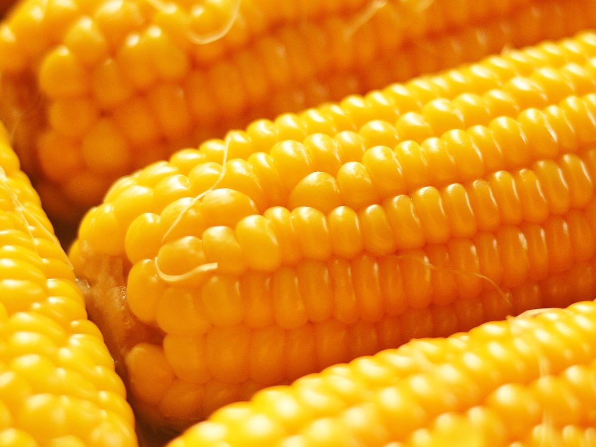 Mais — yellow corn